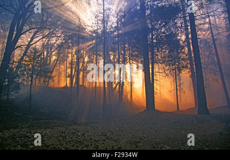 A charred forest after a forest fire in the early morning. Stock Photo