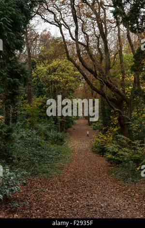 A leafy, woodland path in late Autumn, Alexandra Park, Hastings, East Sussex, England, UK Stock Photo