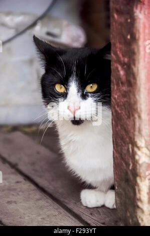 Feral Black and white cat Stock Photo