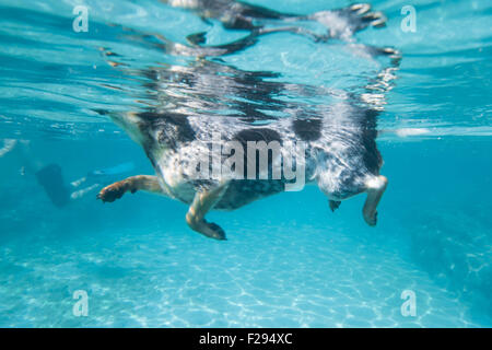 Dog swimming from below Stock Photo