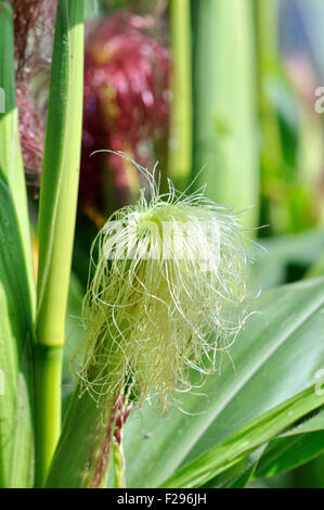 close-up of female inflorescence of maize  with young silk Stock Photo
