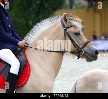 Head shot of a sportive norwegian fjord horse on dressage show Stock ...