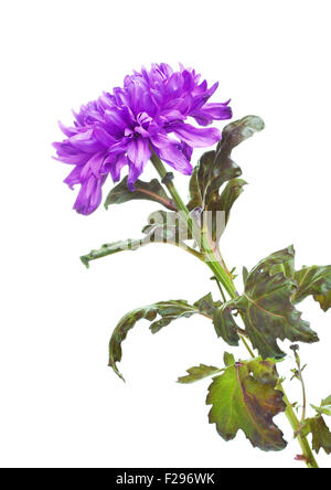 fresh autumn violet chrysanthemum flower, isolated on white Stock Photo