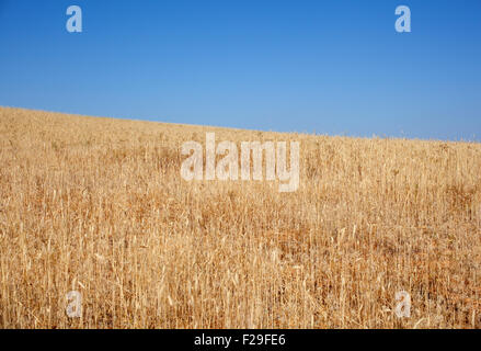 Field Of Ripe Wheat On Colorful Sunset. Rural Landscape. Background 