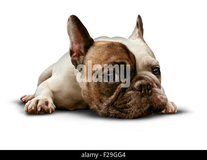 Dog lying down on a white background as a cute french bulldog looking sad and lonely or laying on the floor as a relaxed obedient and trained pet canine as a symbol for veterinary care. Stock Photo