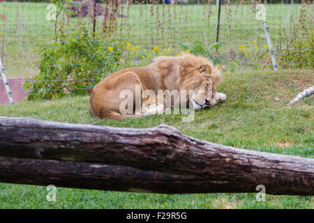 Lion sleeping inside cage Toronto zoo Stock Photo