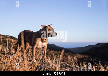 Pitbull dog walks a ridge line trail in mountains overlooking the ocean at sunset Stock Photo