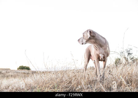 Adult Weimaraner dog standing facing camera, looking off to side in a dry barren field, negative space for copy Stock Photo