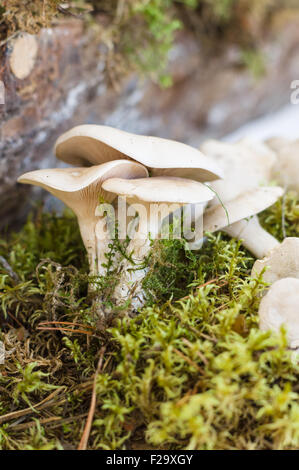 Group of miller or sweetbread mushrooms (Clitopilus prunulus) Stock Photo