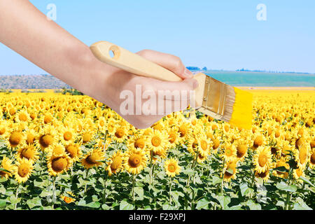 harvesting concept - hand paints by paintbrush yellow field of sunflowers Stock Photo