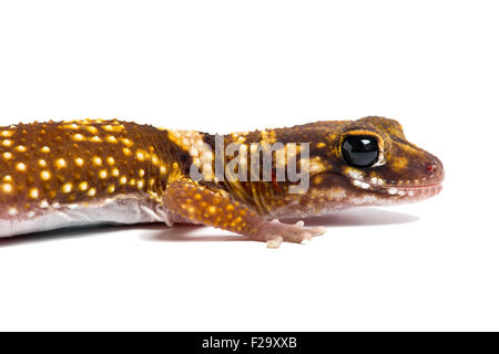 Australian Barking Gecko (Underwoodisaurus Milii) Stock Photo