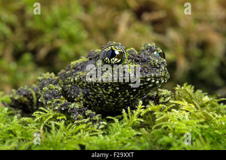 Vietnamese Mossy Frog (Theloderma Corticale) Stock Photo