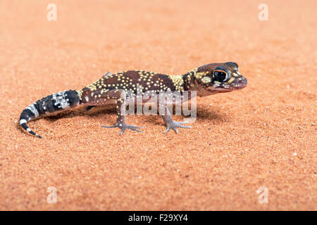 Australian Barking Gecko (Underwoodisaurus Milii) Stock Photo