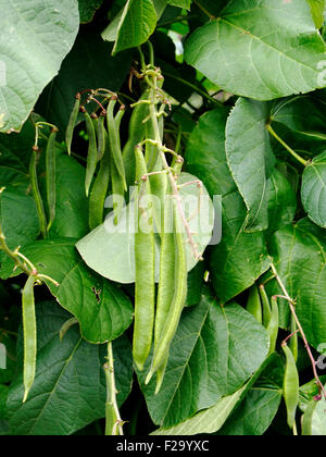 Phaseolus coccineus or runner bean, scarlet runner bean, or multiflora bean plant showing bean pods ready for harvesting. Stock Photo