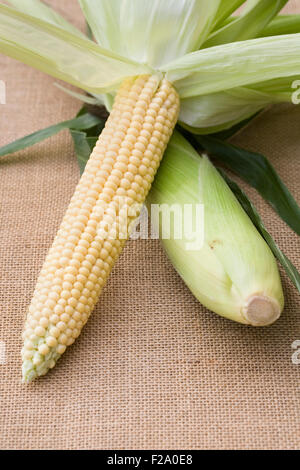 Zea mays. Freshly picked corn on the cob on a hessian background. Stock Photo