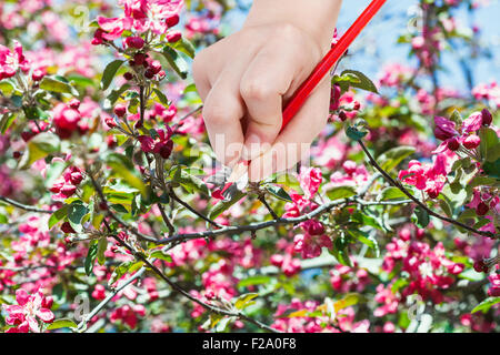 gardening concept - hand with pencil draws red flowers on apple tree in spring Stock Photo