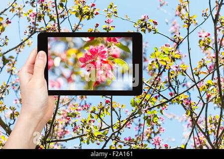 garden concept - farmer photographs picture of pink flowers on blossoming twigs of apple tree and blue sky on background on tabl Stock Photo