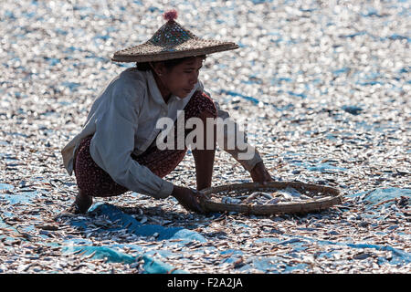 Local woman wearing straw hat, sorting through fish, out to dry on blue nets on the beach of the fishing village Ngapali Stock Photo