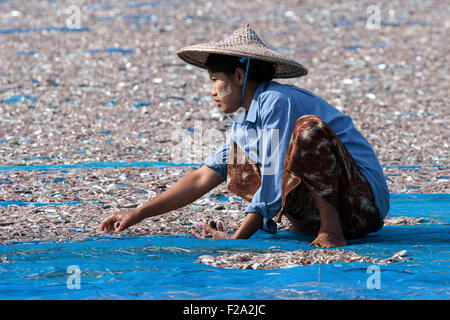 Local woman wearing straw hat and Thanaka paste on her face, sorting through fish out to dry on blue nets on the beach of the Stock Photo