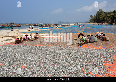 Local women wearing straw hat, sorting fish into bamboo bowls, fish drying in the sun, fishing boats behind, on the beach of the Stock Photo