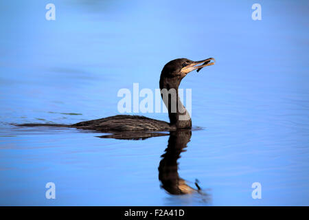 Neotropic Cormorant (Phalacrocorax brasilianus), adult swimming with nesting material in its beak, in the water, Pantanal Stock Photo