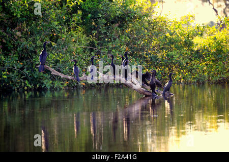 Neotropic Cormorant (Phalacrocorax brasilianus), group, waiting, sitting on a dry branch in the water, Pantanal, Mato Grosso Stock Photo