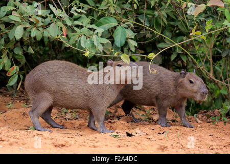 Capybara (Hydrochoerus hydrochaeris), young animals, on land, Pantanal, Mato Grosso, Brazil Stock Photo