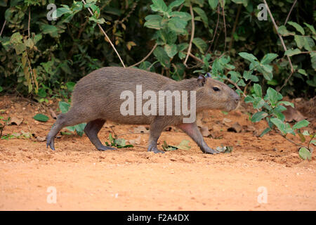Capybara (hydrochoerus hydrochaeris) walking on the grass Stock Photo -  Alamy