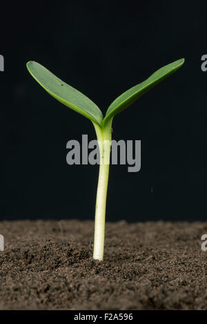 Sunflower seedling with expanding cotyledons Stock Photo