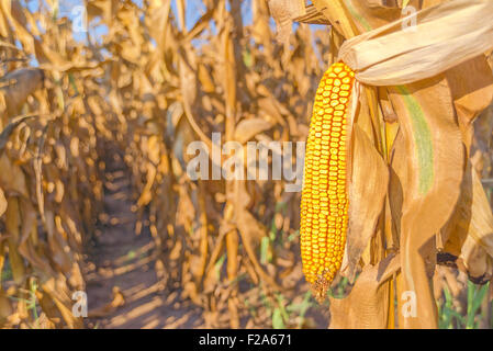 Corn field, harvest ready mature corn cob ear on stalk in cultivated maize field, close up with selective focus Stock Photo