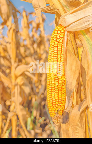 Corn field, harvest ready mature corn cob ear on stalk in cultivated maize field, close up with selective focus Stock Photo