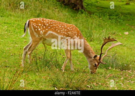 Fallow Deer at Dunham Massey Hall Deer Park, Dunham Massey, Altrincham, Cheshire. Greater Manchester. Stock Photo