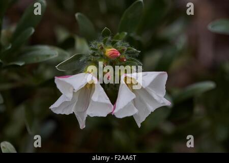 Convolvulus cneorum, also known as silverbush, is a species of flowering plant in the family Convolvulaceae. Common names: Bush Stock Photo