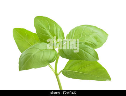 Basil sprig isolated on white background Stock Photo