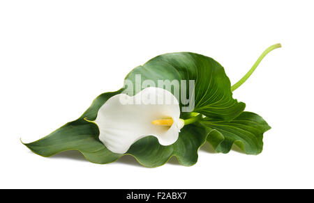 White calla lily with leaf isolated on white. Stock Photo