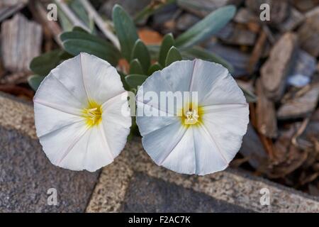 Convolvulus cneorum, also known as silverbush, is a species of flowering plant in the family Convolvulaceae. Common names: Bush Stock Photo
