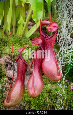 Tropical Pitcher Plant. Nepenthes alata. South East Asia. Stock Photo