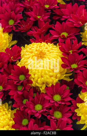 Chrysanthemum Misty Golden and Chrysanthemum Dublin Stock Photo