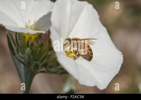 European honeybee Apis mellifera collecting nectar Convolvulus cneorum, also known as silverbush, is a species of flowering plan Stock Photo