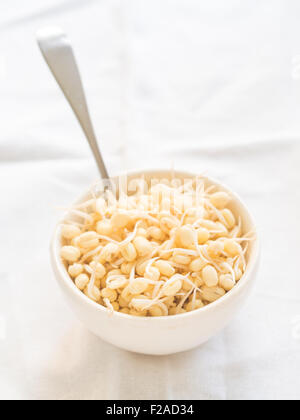 Yellow bean sprouts in a white bowl on a clear background. Stock Photo