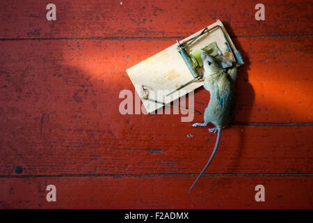 Common house mouse The Mousetrap, dead, caught, killed Stock Photo