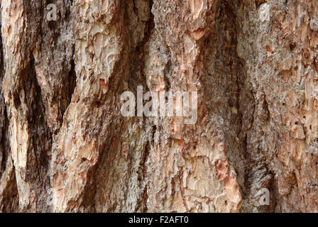 Conifers bark, background with a larch bark Stock Photo