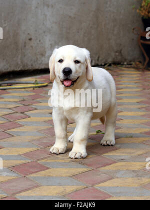 a little yellow labrador puppy sitting on red background with flowers ...