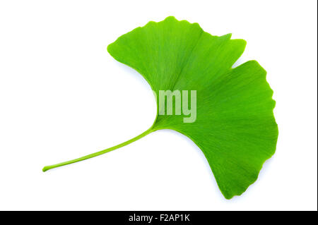 Ginkgo biloba leaf isolated on white Stock Photo