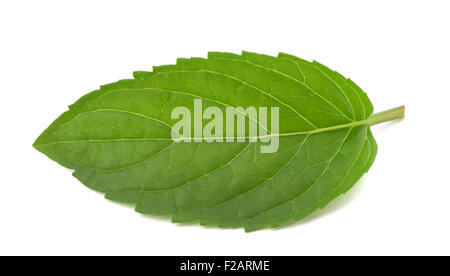 Fresh mint leaf isolated on white background Stock Photo