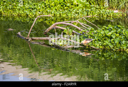 Birds eat the fish in the water Stock Photo