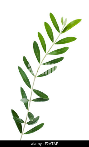 Olive tree branch with green leaves isolated on white background Stock ...