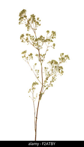 Dried oregano sprig isolated on white Stock Photo