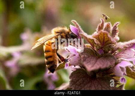Bee pollinating purple flower
