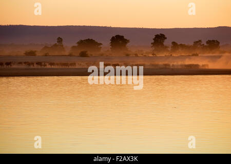 Zebu / humped cattle / Brahman herd kicking up dust along Tsiribihina / Tsiribinha river at sunset, Menabe, Madagascar, Africa Stock Photo